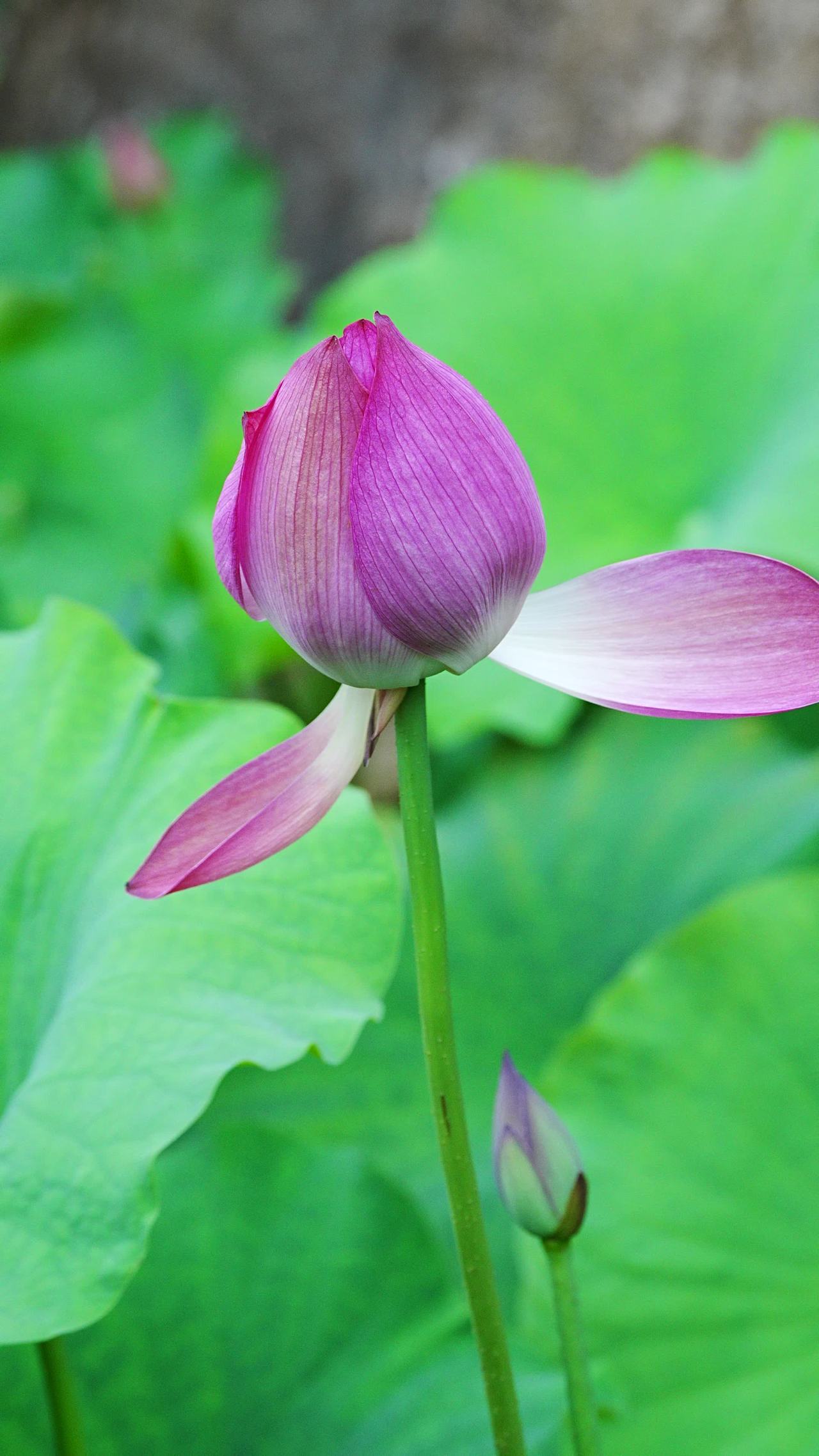 静谧的莲花