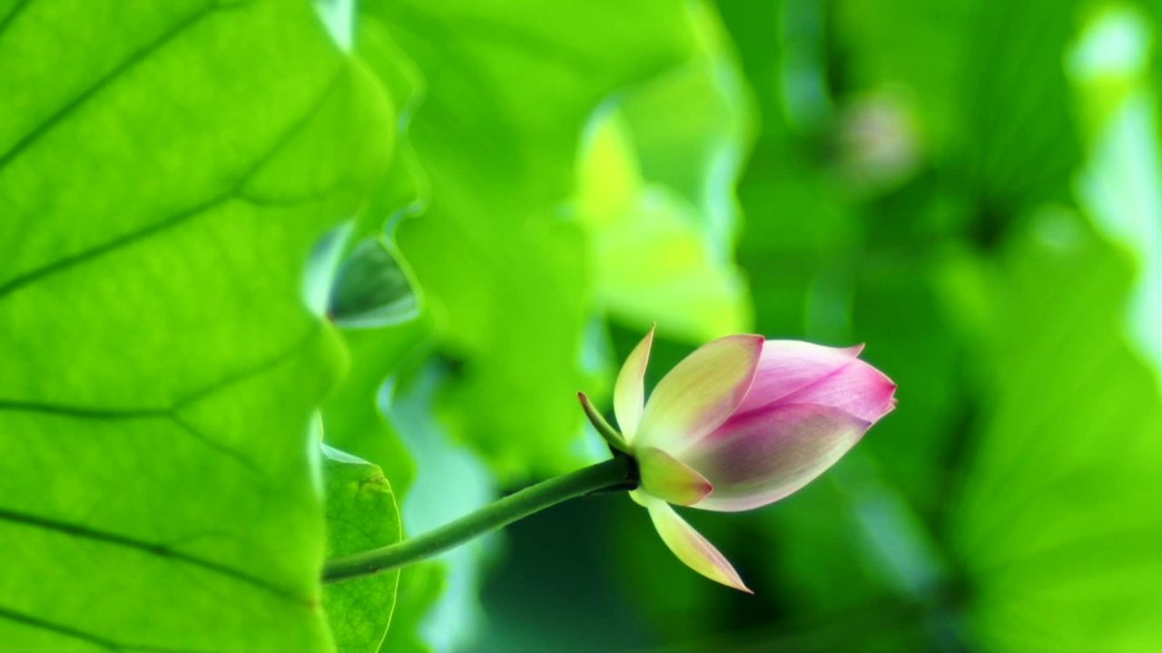 荷花 6