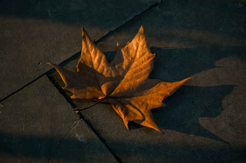 🍂