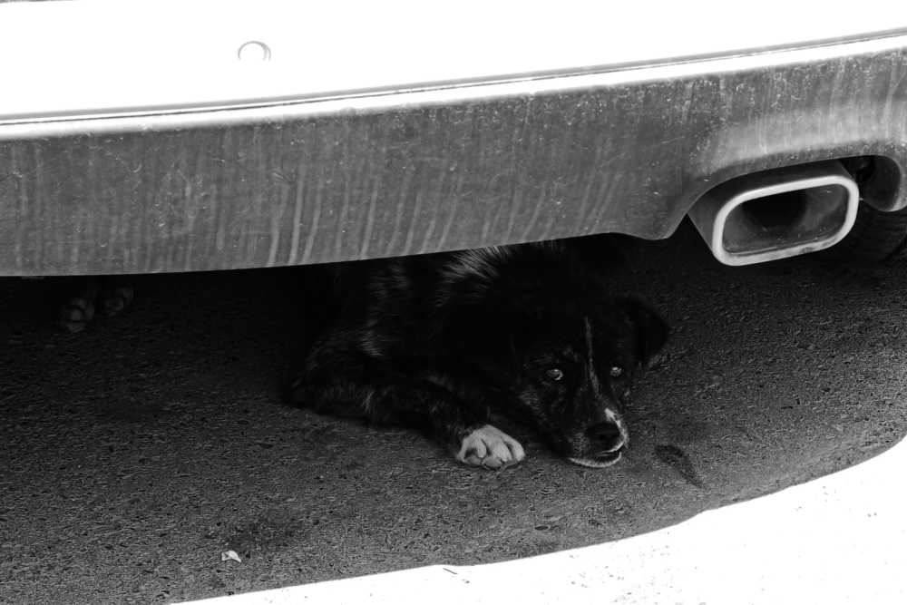 犬