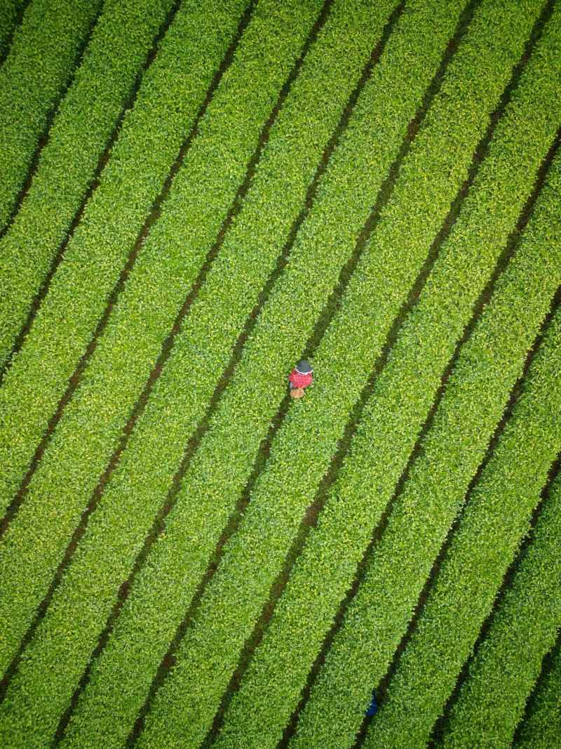 航拍杭州龙井茶园采茶 01 