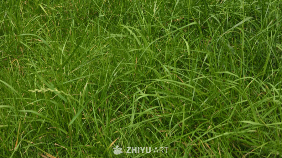 雨后的草丛
