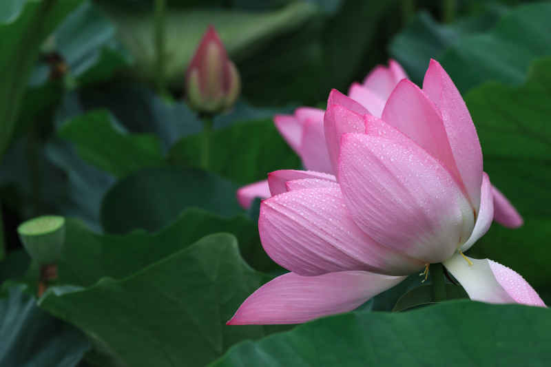 荷花 37