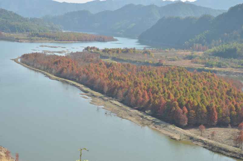 皖南川藏线 秋叶树林 13