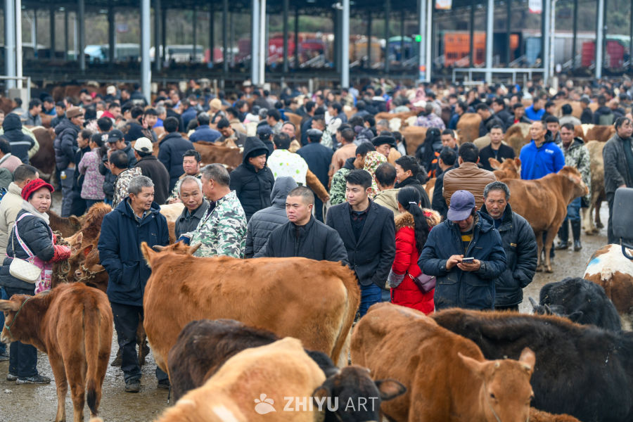 航拍贵州畜牧交易市场 牛市交易 8