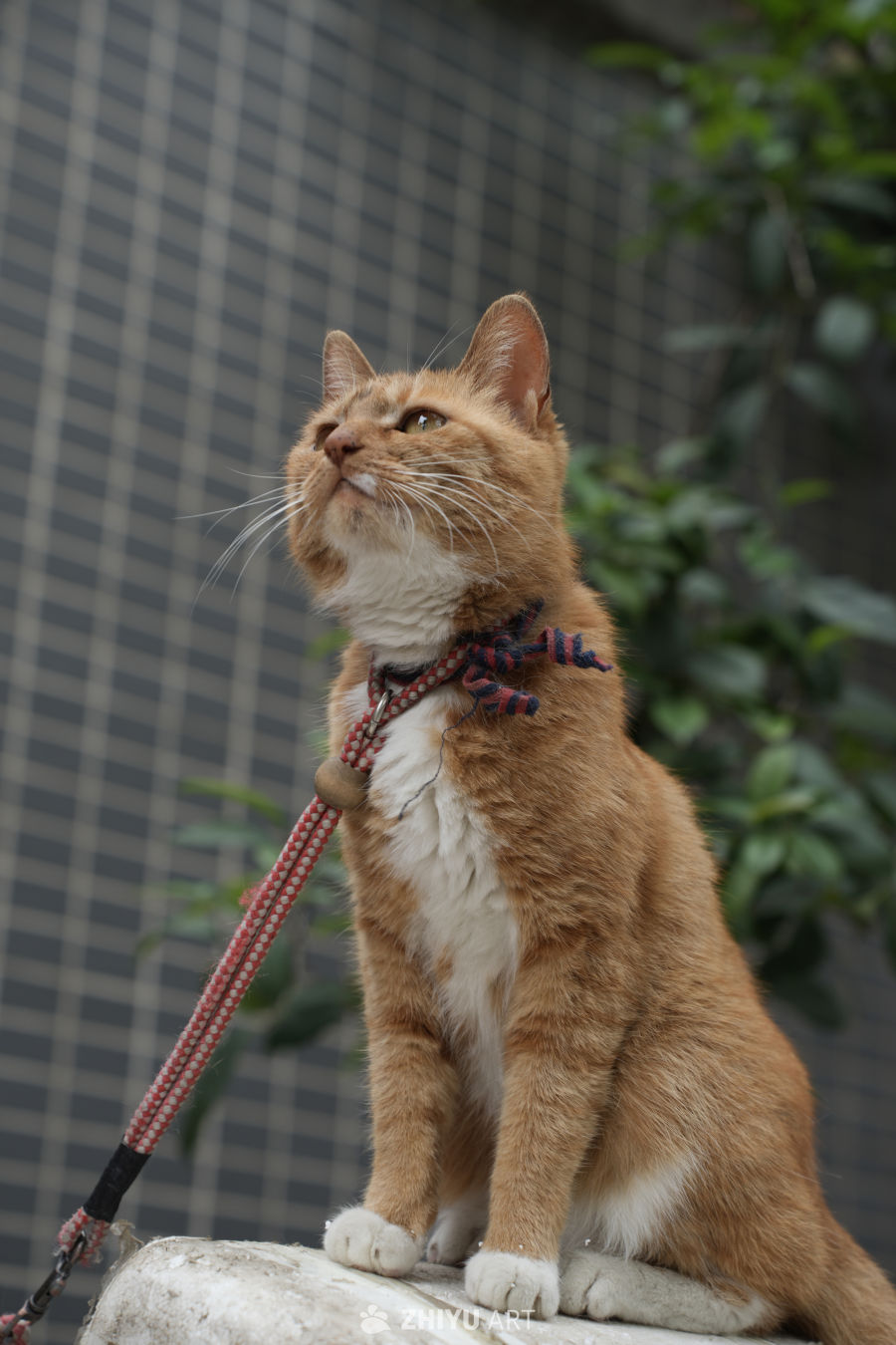 猫咪 12