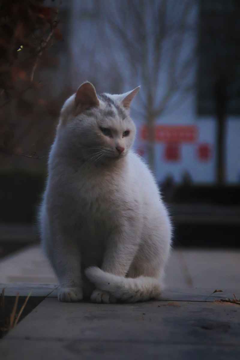 猫咪
