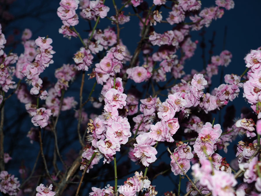 夜色中的粉梅绽放