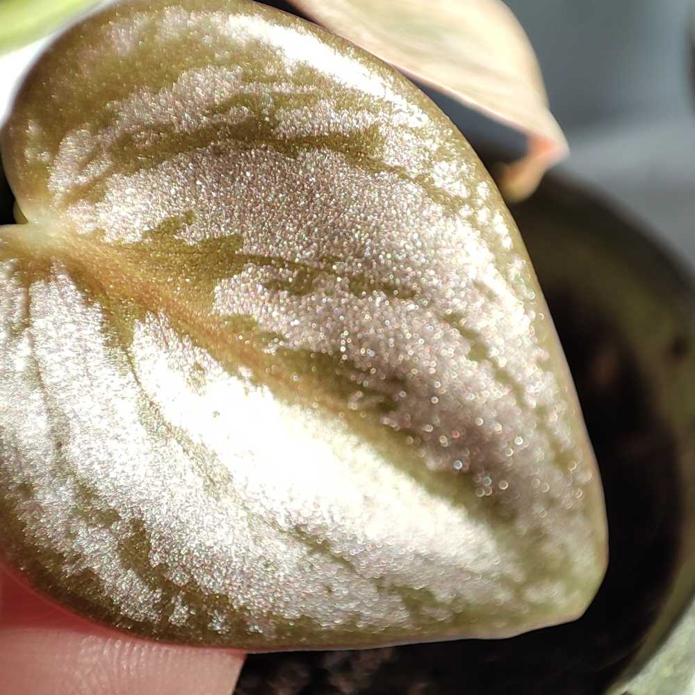 白兰地蔓绿绒叶片