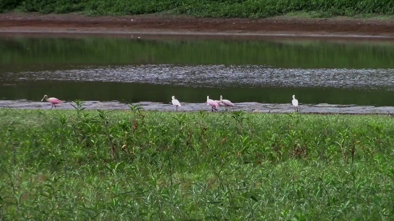 鸟类鸟动物湖