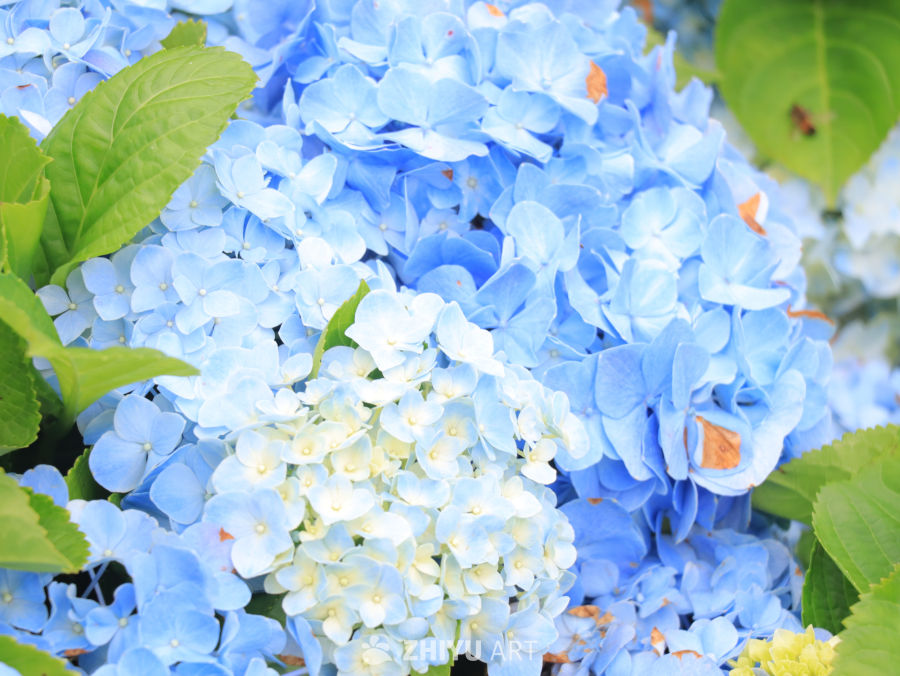 蓝调绣球花