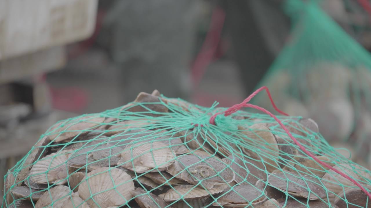 码头扇贝捕捞收获
