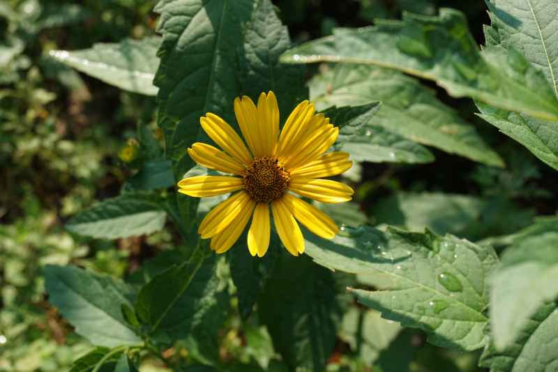 野菊