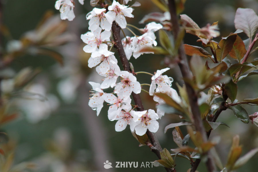 雨后樱花绽放