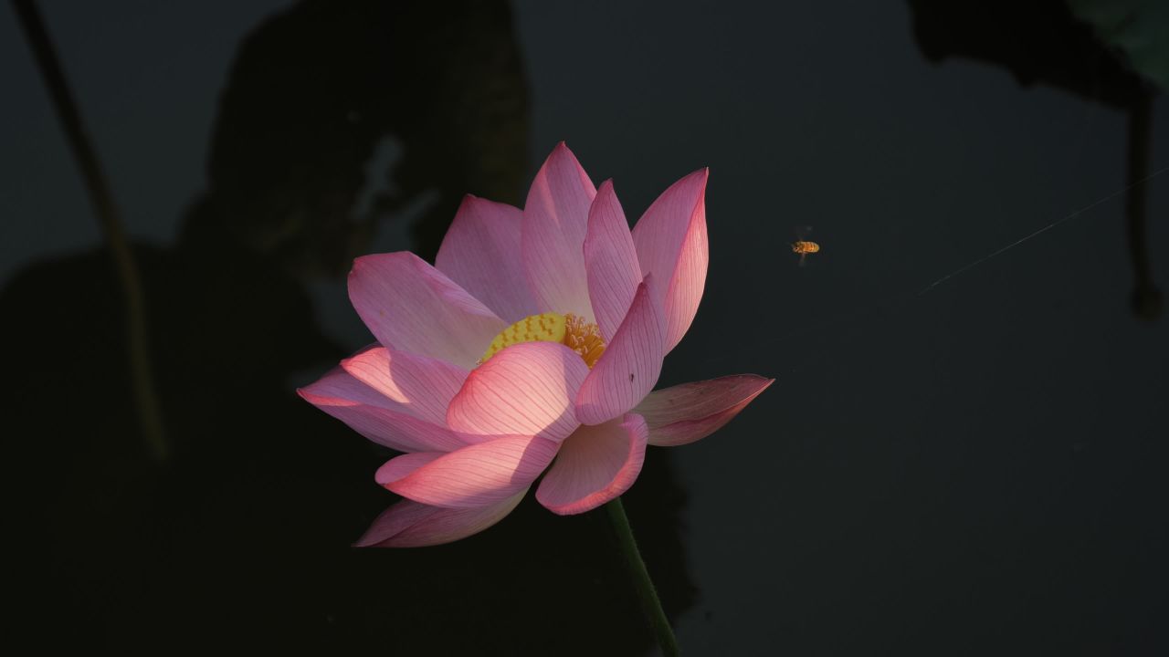 荷花 3