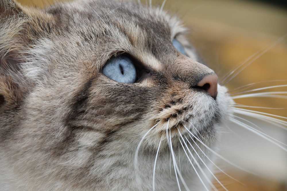 猫照片的猫猫