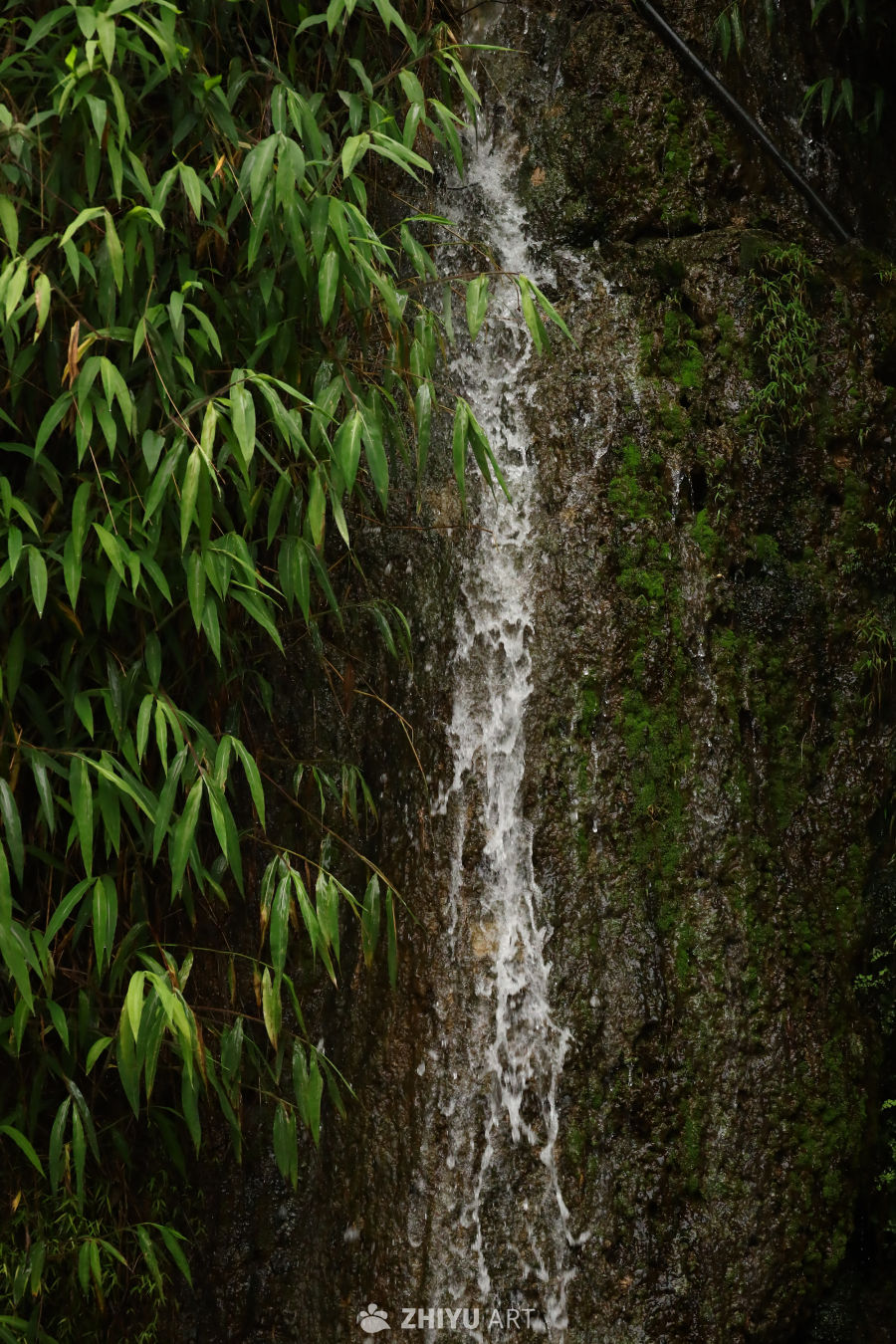 雨后的落水