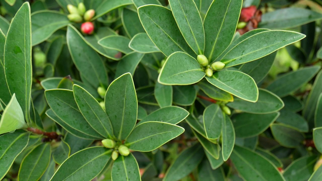 含苞待放的山茶花苞