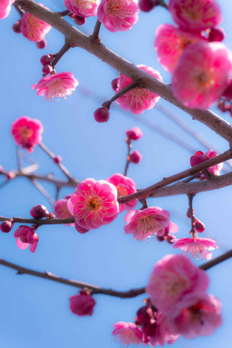 春花