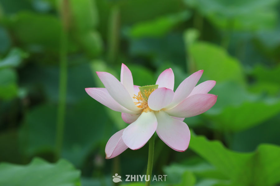 荷花 18
