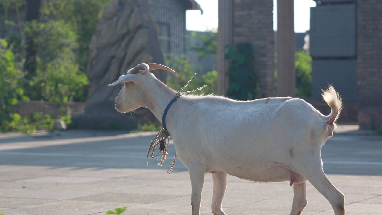 【实拍样片】索尼ILME-FX30-4K实拍原片视频 4