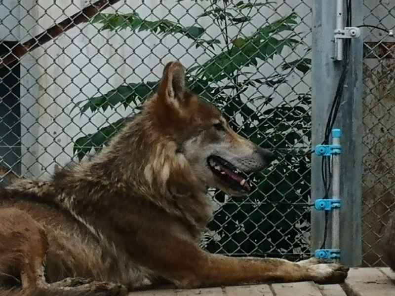 狼