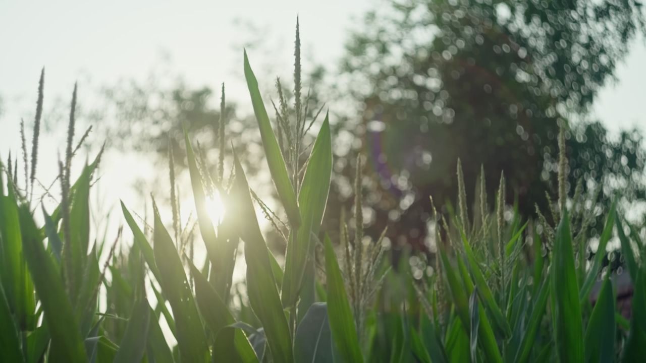 立秋时节授粉期的玉米