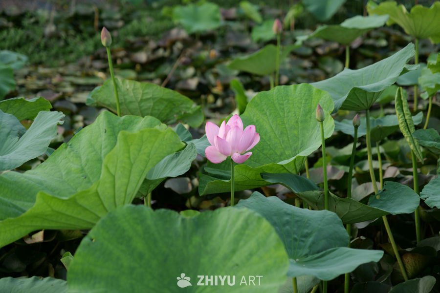 荷花 6