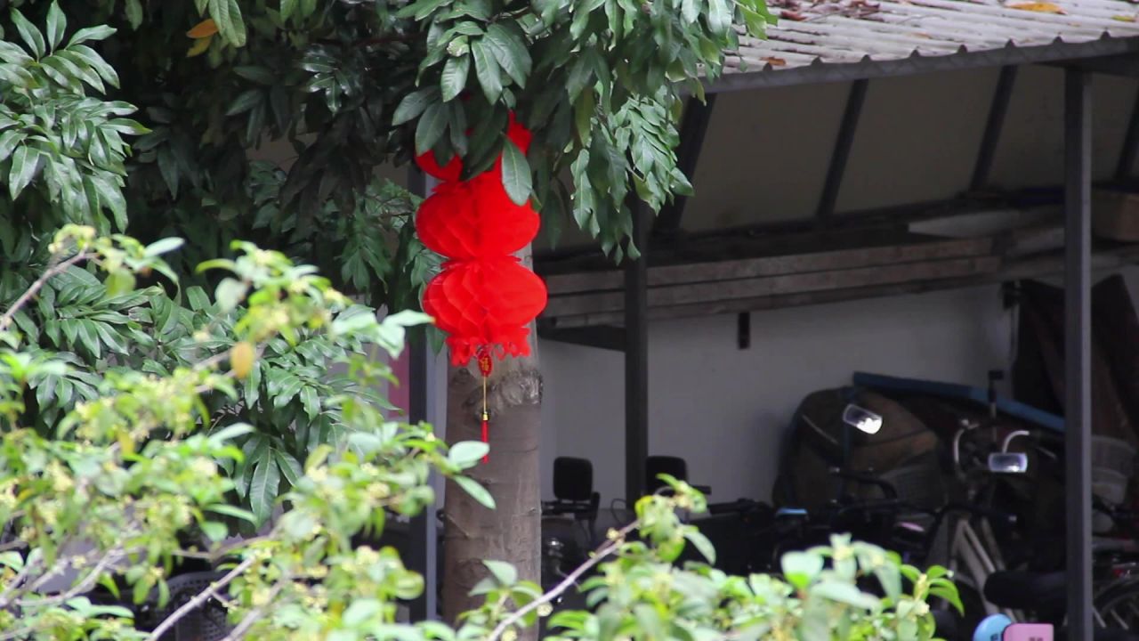 小区龙眼树上挂的红灯笼串