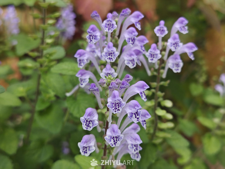 韩信草花开 4