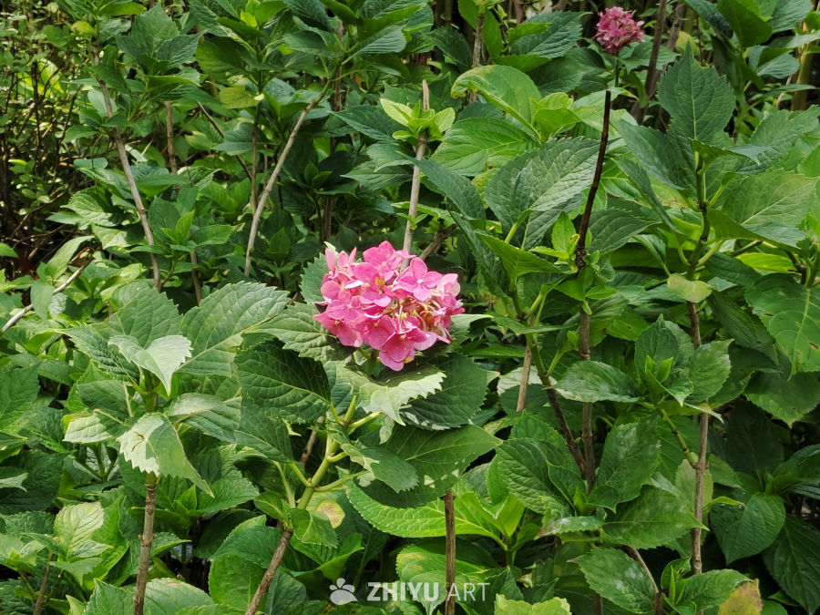 各种颜色的绣球花 3