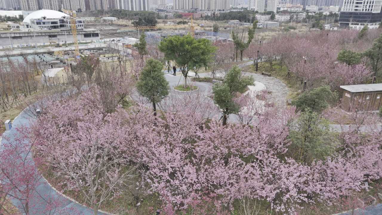 樱花盛开的城市公园