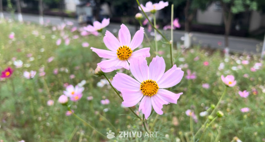 后山盛开的格桑花