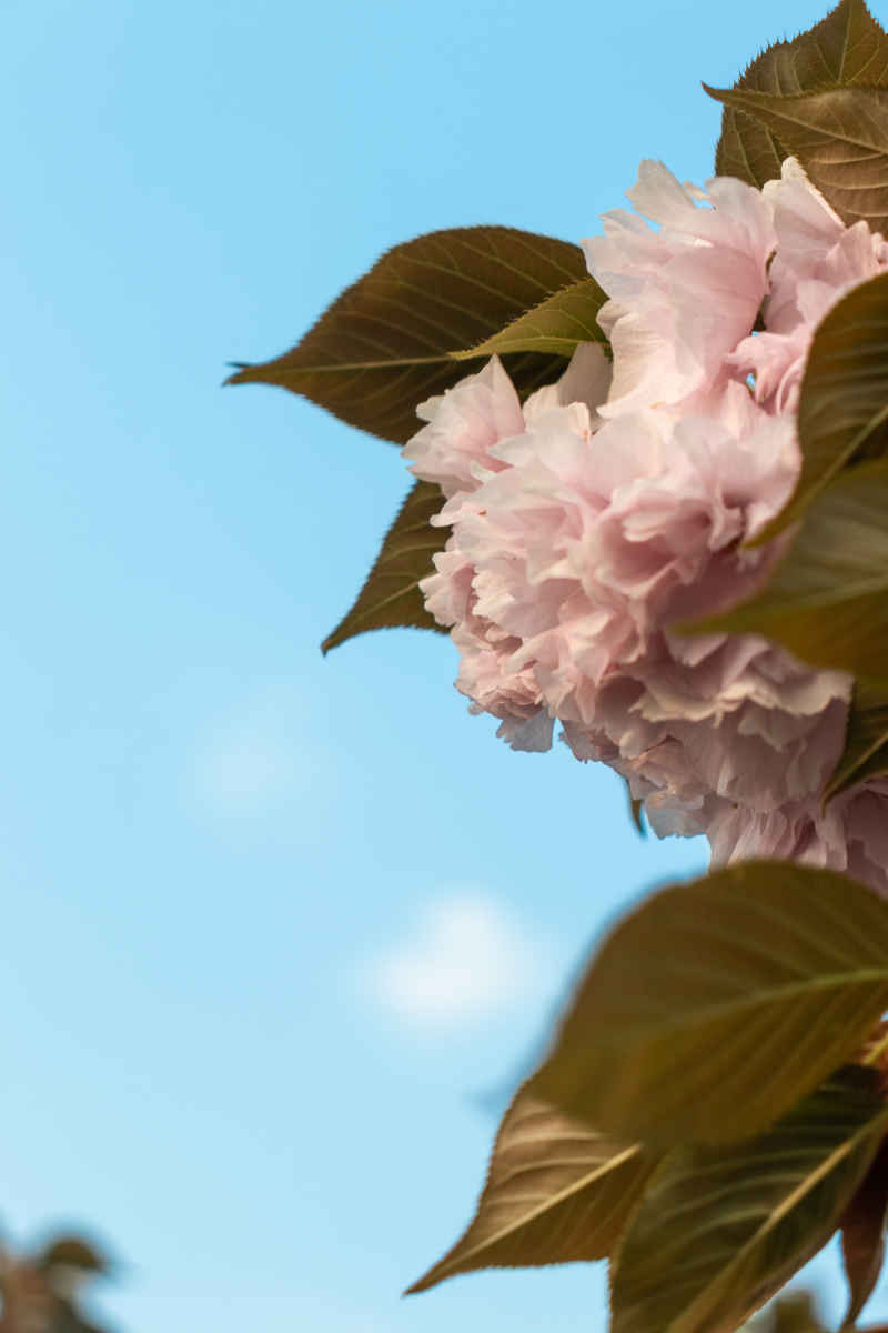 花影缤纷