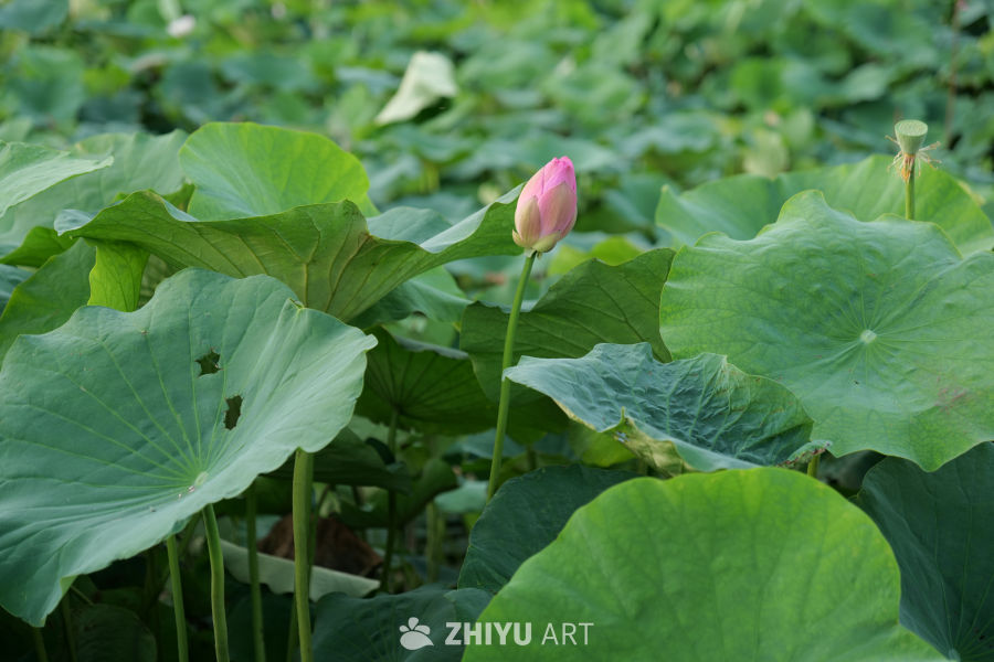 荷花 10
