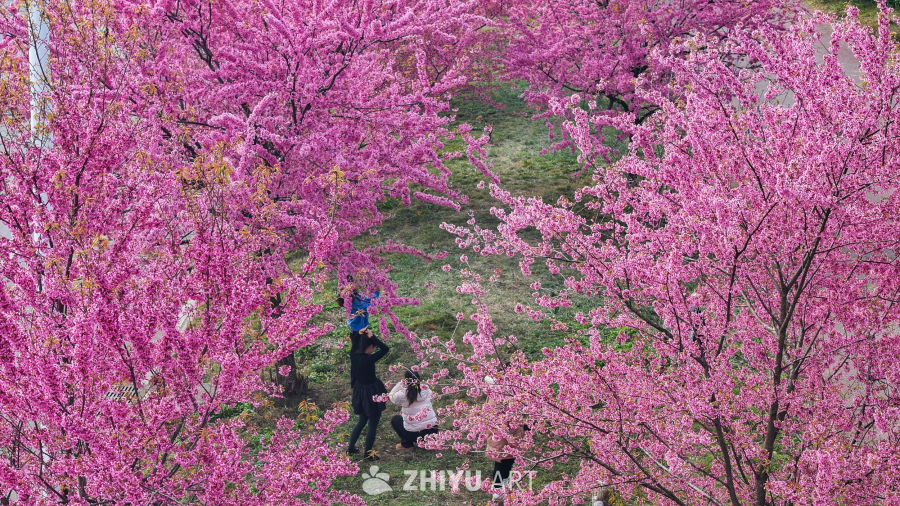 冬樱花盛开 冬季花海 10