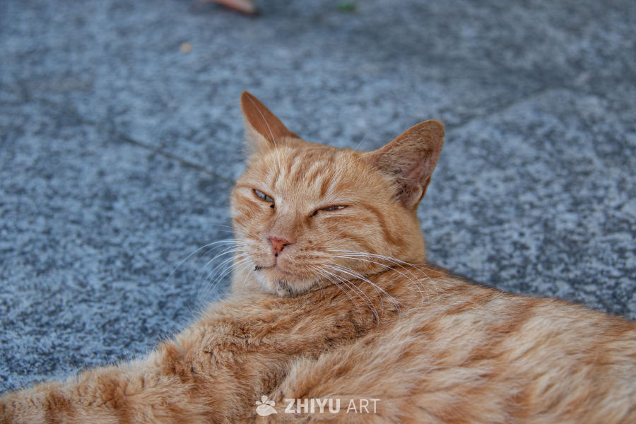 猫 1