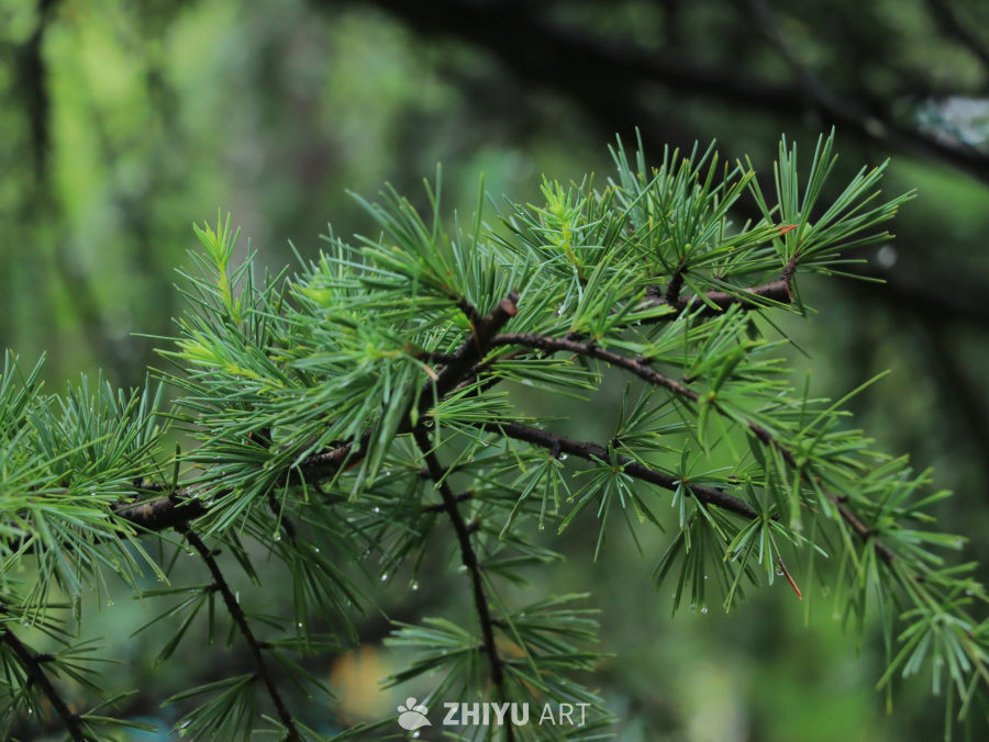 雨后松针