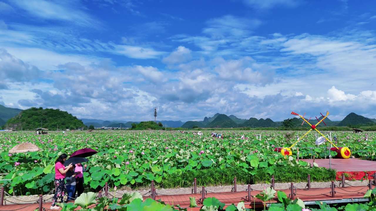 荷塘夏日景