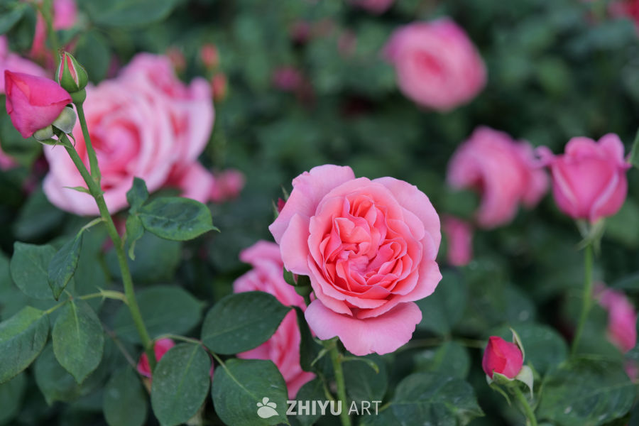 月季花 31