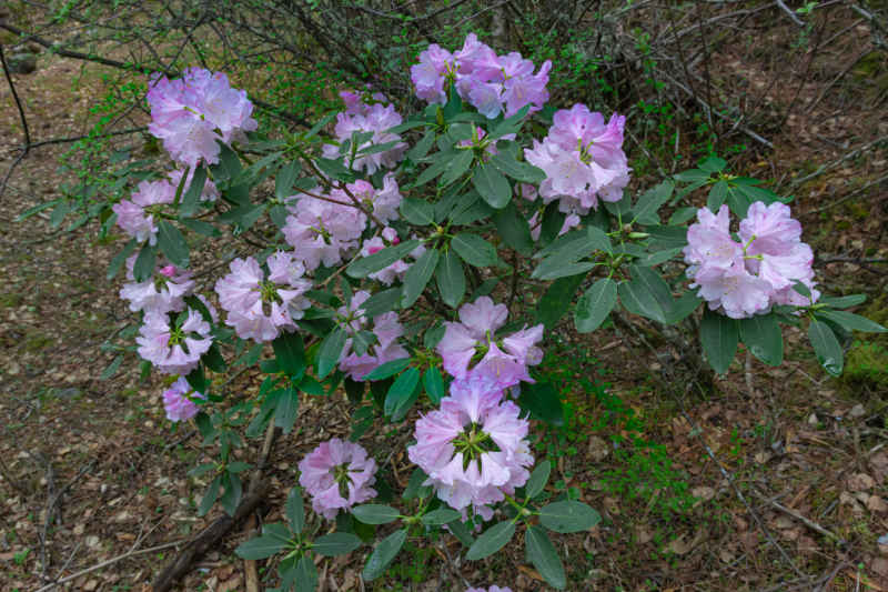 杜鹃花 5