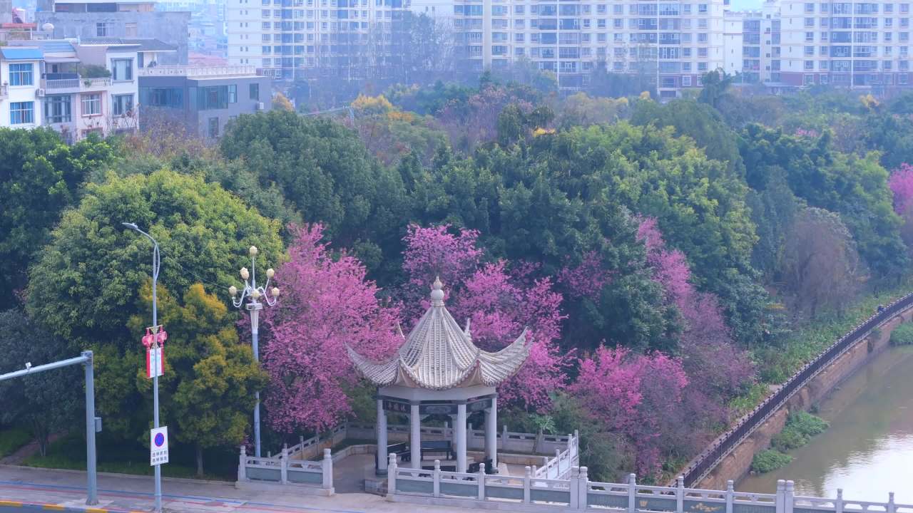 春日樱花盛开的宁静时光