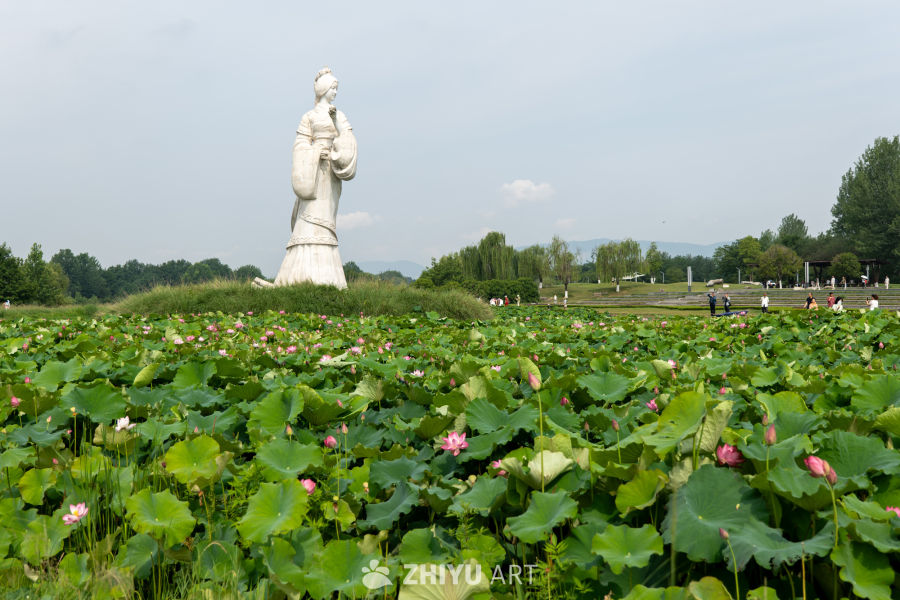 荷花 147