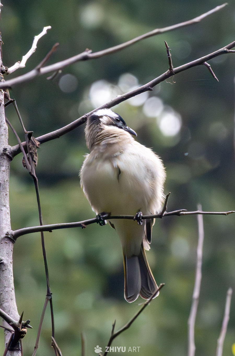 站在枝头的白头鹎