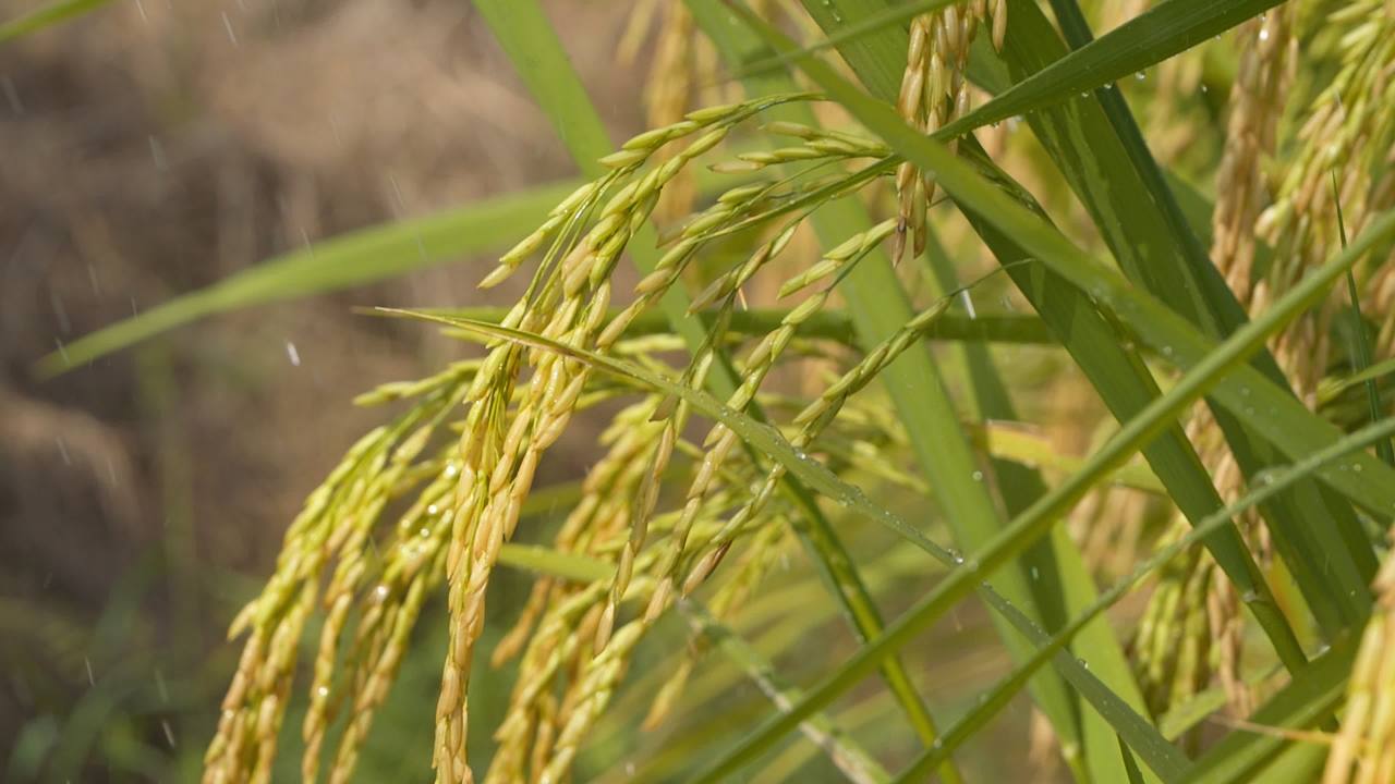 水稻田野粮食庄稼五常大米 33