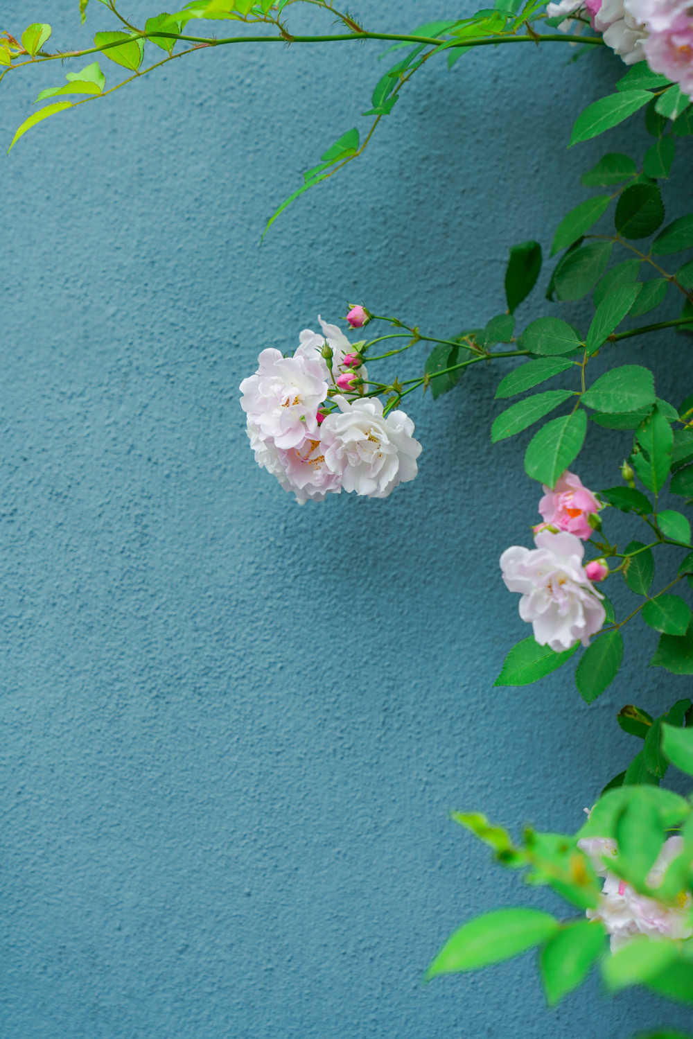 蔷薇花开