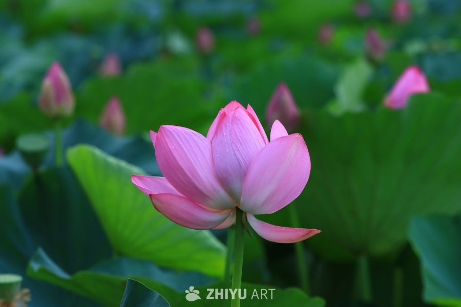 盛夏荷花 227