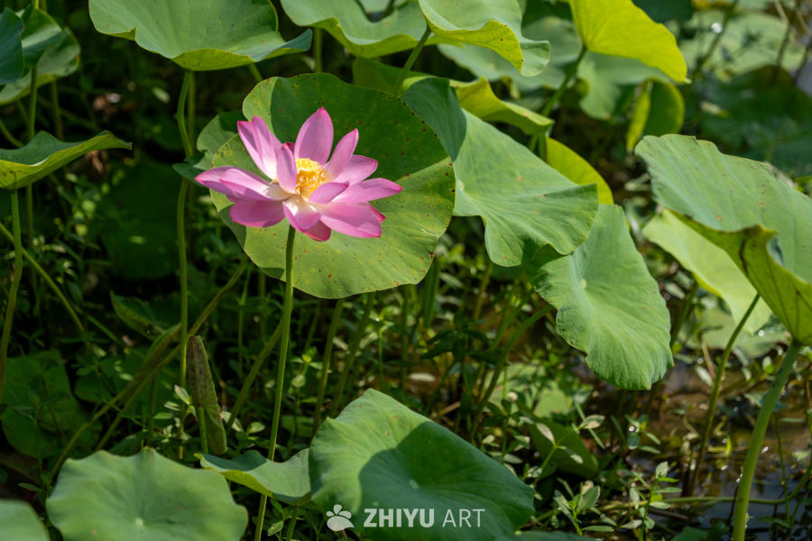 荷花 148