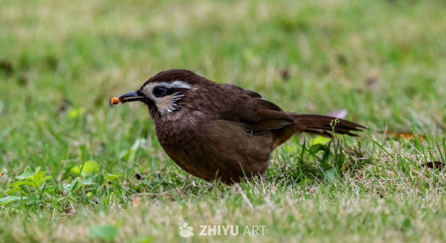 小鸟草地觅食瞬间