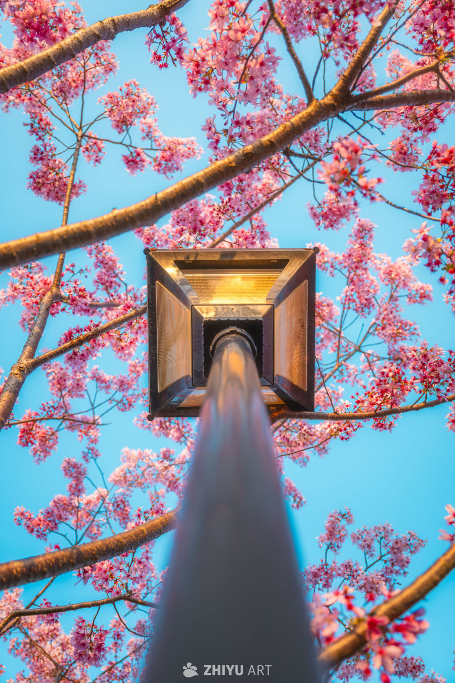 山樱漫城 茶田叠翠